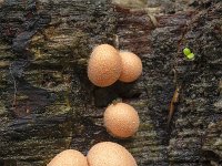 Havoc Hailey bilan onlayn porno-shouni tomosha qiling